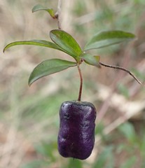 Billardiera macrantha