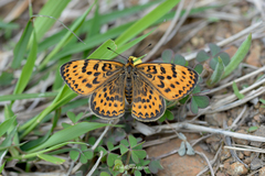 Melitaea yuenty