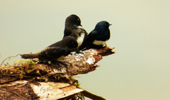 Atticora fasciata