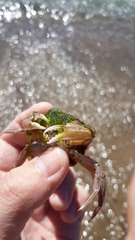 Liocarcinus depurator