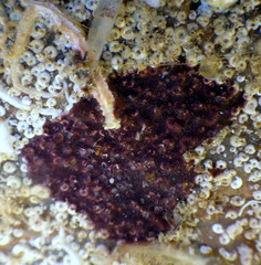 Chelonaplysilla violacea