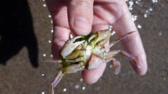 Liocarcinus depurator