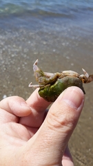 Liocarcinus depurator