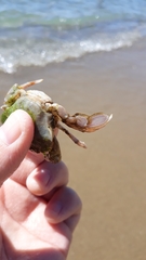 Liocarcinus depurator