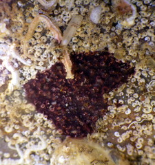 Chelonaplysilla violacea