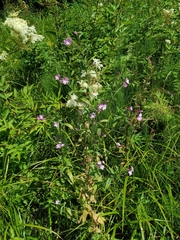 Epilobium × novae-civitatis