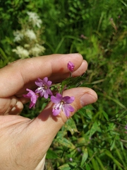 Epilobium × novae-civitatis