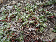 Paronychia polygonifolia