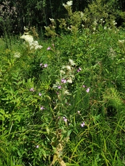 Epilobium × novae-civitatis