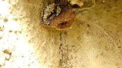 Friesella schrottkyi