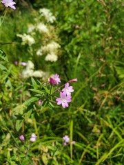 Epilobium × novae-civitatis