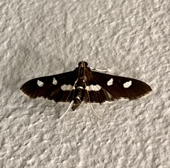 Desmia maculalis