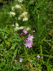 Epilobium × novae-civitatis