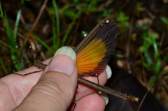 Paraphasma trianguliferum