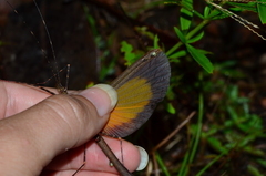 Paraphasma trianguliferum