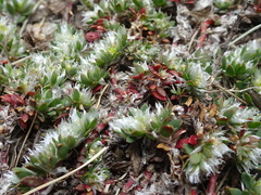 Paronychia polygonifolia