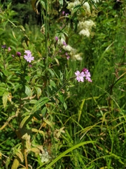 Epilobium × novae-civitatis