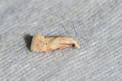 Platphalonidia magdalenae