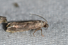 Epiblema minutana