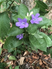Ruellia drummondiana