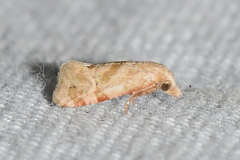 Platphalonidia magdalenae