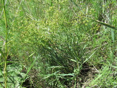 Bupleurum sibiricum