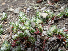 Paronychia polygonifolia