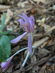 Colchicum umbrosum