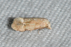 Platphalonidia magdalenae