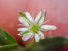 Stellaria humifusa