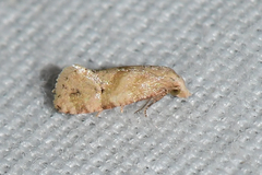 Platphalonidia magdalenae