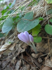Colchicum umbrosum