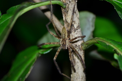 Cupiennius bimaculatus