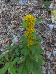 Solidago virgaurea taurica