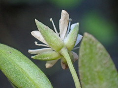 Stellaria humifusa