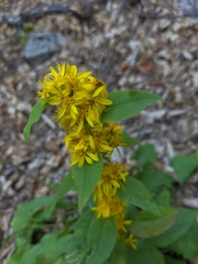 Solidago virgaurea taurica