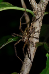 Cupiennius bimaculatus