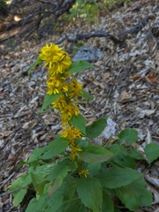 Solidago virgaurea taurica
