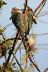 Urocolius indicus indicus