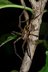 Cupiennius bimaculatus