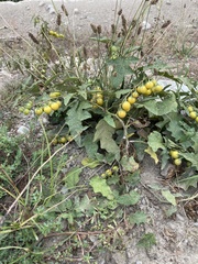 Solanum carolinense