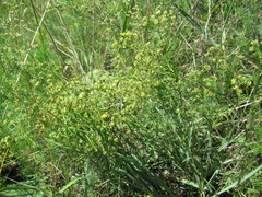 Bupleurum sibiricum
