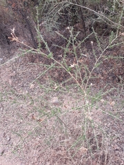 Adenocarpus telonensis