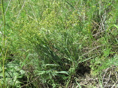 Bupleurum sibiricum