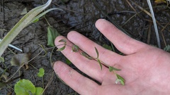 Stellaria humifusa