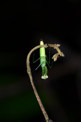 Tithrone roseipennis