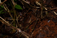 Pristimantis chiastonotus