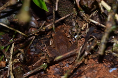 Pristimantis chiastonotus
