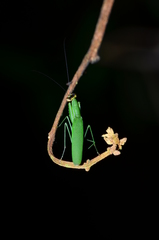 Tithrone roseipennis