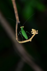 Tithrone roseipennis